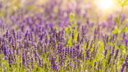 Lila Lavendelfeld in der Provence