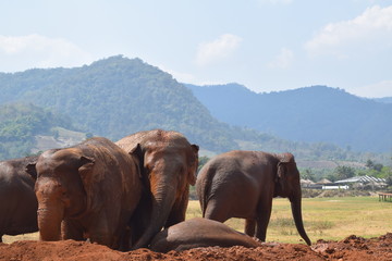 Fototapeta na wymiar Asian Elephants Coming Out Of River