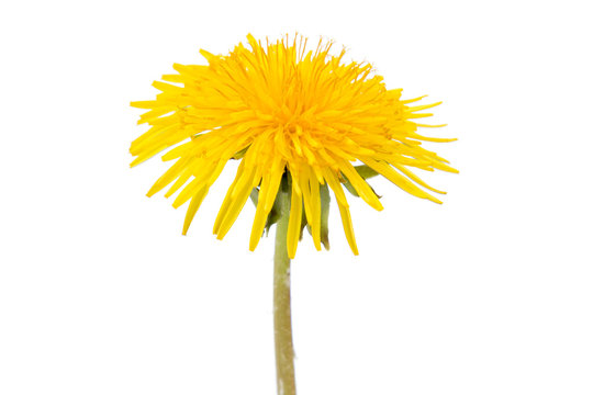 Fototapeta Single dandelion flower isolated on white