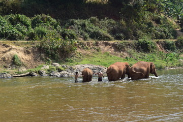 Obraz na płótnie Canvas Asian Elephants Having A Bath