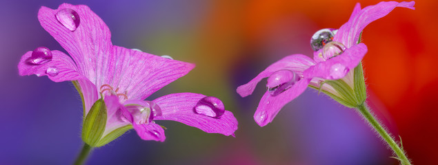 Obraz na płótnie Canvas flower with rain drops