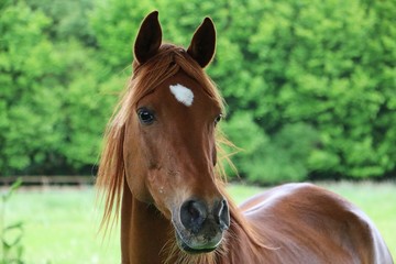 portrait eines braunen pferdes