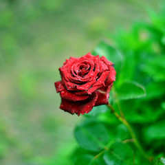 beautiful single dark red rose with water drops