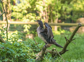 Kormoran auf einem Ast