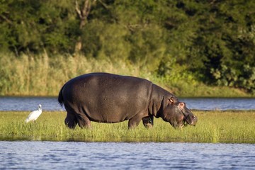 Hippo feeding out of water, St Lucia, South Africa