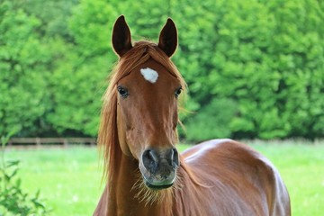 portrait eines braunen pferdes