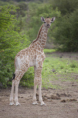 Naklejka na ściany i meble Young Giraffe, Botswana