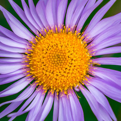 Purple And Yellow Flower Close-up