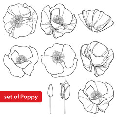 Vector set with outline Poppy flower, bud and open flowers isolated on white background. Floral elements in contour style with poppy for summer design and coloring book. Symbol of Remembrance Day.