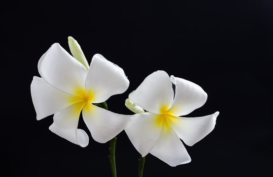 The image of white plumeria flowers on a dark background.
