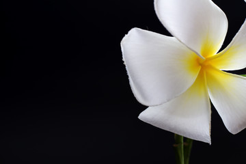Plakat The image of white plumeria flowers on a dark background.