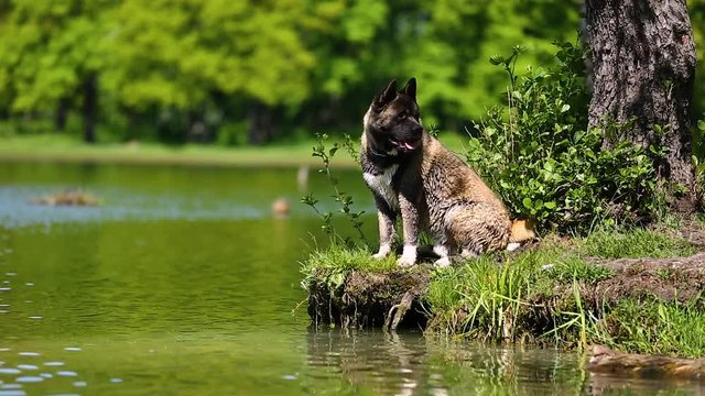 American Akita dog is swimming in the lake