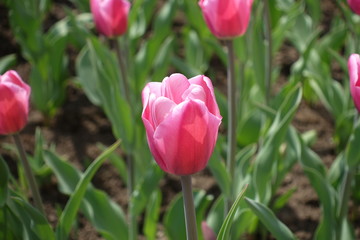 Close up of pink flower of tulip