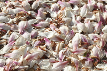 am Boden liegende Magnolienblütenbätter