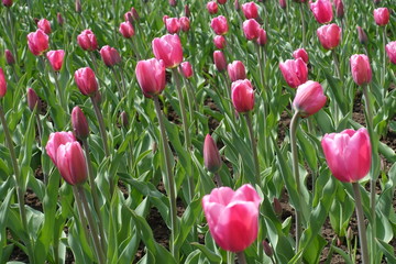 Pink flowers of tulip in the flowerbed
