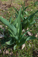 Tulip bud hiding among green leaves in spring