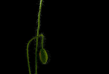 poppy flowers, poppy, motley poppy flowers