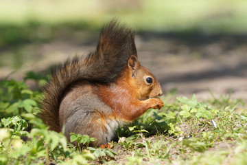 Pretty side view of red squirrel
