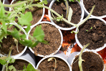 Top view of young tomato plants in round shaped plastic pots