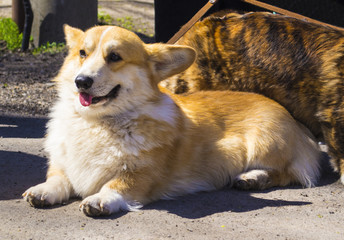 Welsh Corgi dog. Yellow dog.  the symbol of the year
