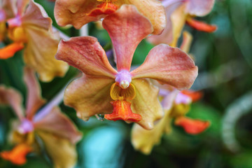 Orchid flowers( Brown Cymbidium orchid plants)