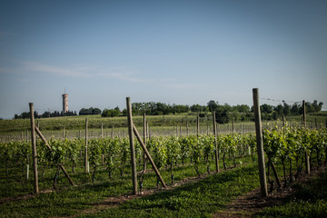 Fototapeta na wymiar Wines in Pozzolengo