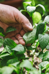 Plant disease and Aphids on young plants, pepper seedlings