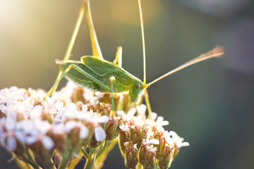 Grasshopper on a flower