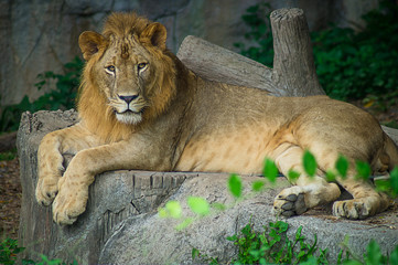 lion, mammal, africa, black, pride, portrait,  dangerous, cat, king, predator, mane, background, wild, nature, big, animal, safari, wildlife