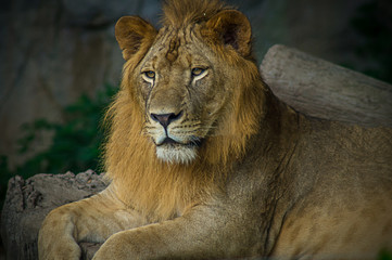 Obraz na płótnie Canvas lion, mammal, africa, black, pride, portrait, dangerous, cat, king, predator, mane, background, wild, nature, big, animal, safari, wildlife