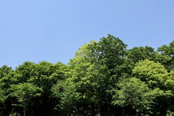 多摩の新緑