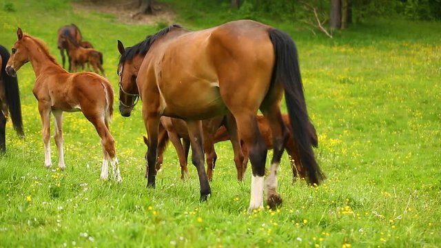 The foals with its mothers on the green meadow in spring