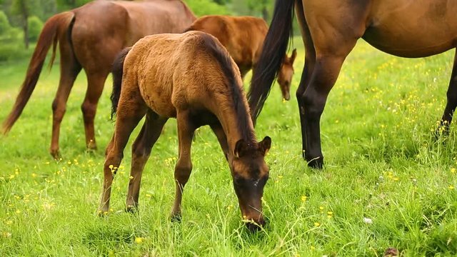 The foals with its mothers on the green meadow in spring