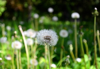 Wiese mit Pusteblumen