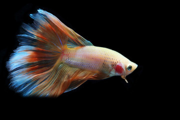 Yellow fighting fish on a black background.