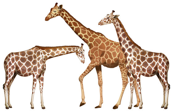 Three tall giraffes on white background