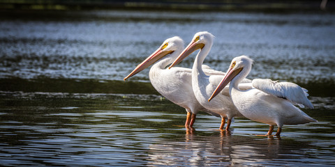 Fototapeta na wymiar Three White Pelicans Standing In Water
