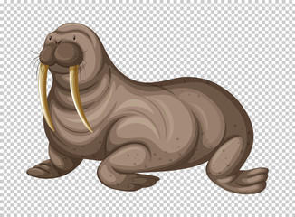 Big walrus on transparent background