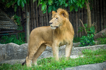 lion, mammal, africa, black, pride, portrait,  dangerous, cat, king, predator, mane, background, wild, nature, big, animal, safari, wildlife