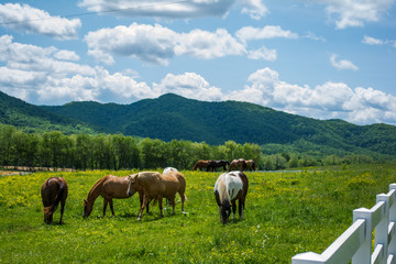 Fototapeta na wymiar Monongahela Horse Farm
