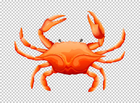 Crab on transparent background