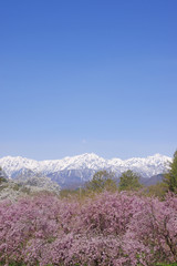 Fototapeta na wymiar 小川村の桜と北アルプス