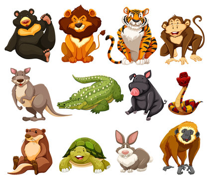 Different kinds of jungle animals
