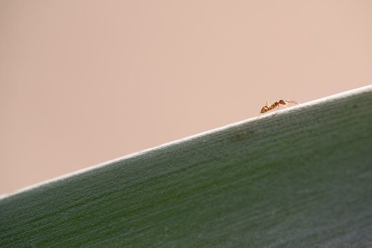 macro of ant climbing green leaf