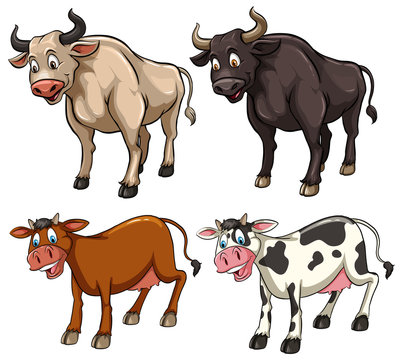 Different kinds of cows