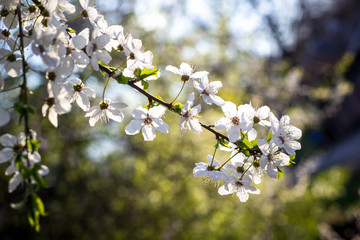 Spring flowering cherry, white flowers