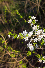 Spring flowering cherry, white flowers