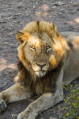 Male Lion at Sunset