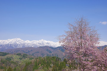 小川村の桜と北アルプス