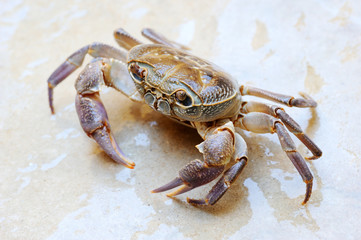 Freshwater land crab